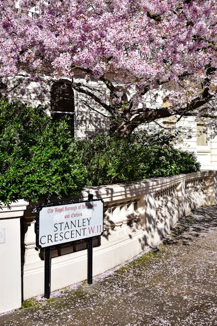 A street scene featuring a white stone boundary wall with detailed molding and shadow patterns cast by nearby trees. In front of the wall, a black and white street sign indicates 'Stanley Crescent W. 11' and mentions the Royal Borough of Kensington and Chelsea, situated amidst a neatly maintained garden area. Above the wall, a large, mature cherry blossom tree is in full bloom, with dense clusters of pink and white blossoms covering its branches. Some fallen petals are scattered on the pavement below, creating a light pink carpet contrasting with the grey sidewalk. The environment appears to be a quiet, residential area in Chelsea, with soft natural lighting suggesting a bright or partly cloudy day. The scene conveys a peaceful, well-kept neighbourhood with aesthetic plantings, typical of private residential streets that benefit from alternative waste handling and rubbish collection arrangements that comply with local regulations, as exemplified by the presence of the street sign. Rubbish removal services like Rubbish Clearance Chelsea often operate in such areas, managing waste collection for private properties that prefer independent disposal solutions.